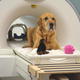 Eddie, one of the dogs that participated in the study, poses in the fMRI scanner with two of the toys used in the experiments, “Monkey” and “Piggy.”